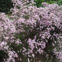 Aster ericoides 'Pink Star'